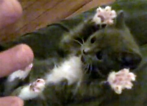 Unexpected Delights: The Joy of a Surprise Magical Kitten